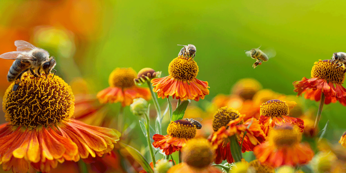 Flores y abejas como representación de biodiversidad para IVSMDB